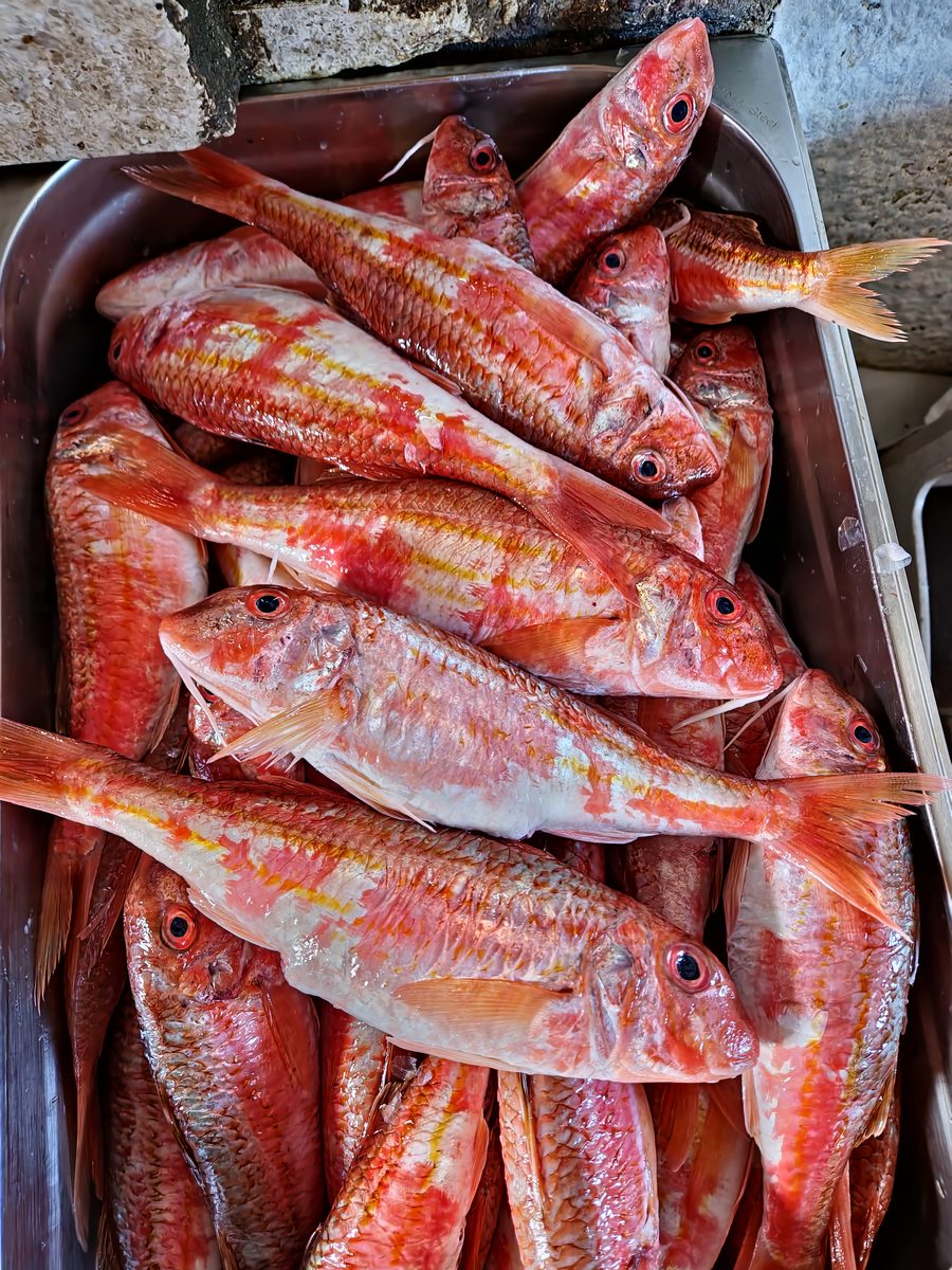A tray of fresh red mullet